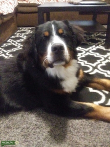 Bernese Mountain Dog Listing Image