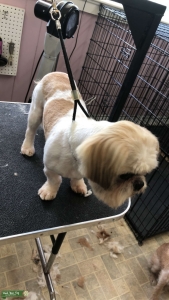 White/Tan Shih Tzu Listing Image