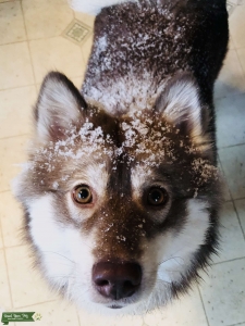 Female pomsky looking for pomsky male Listing Image