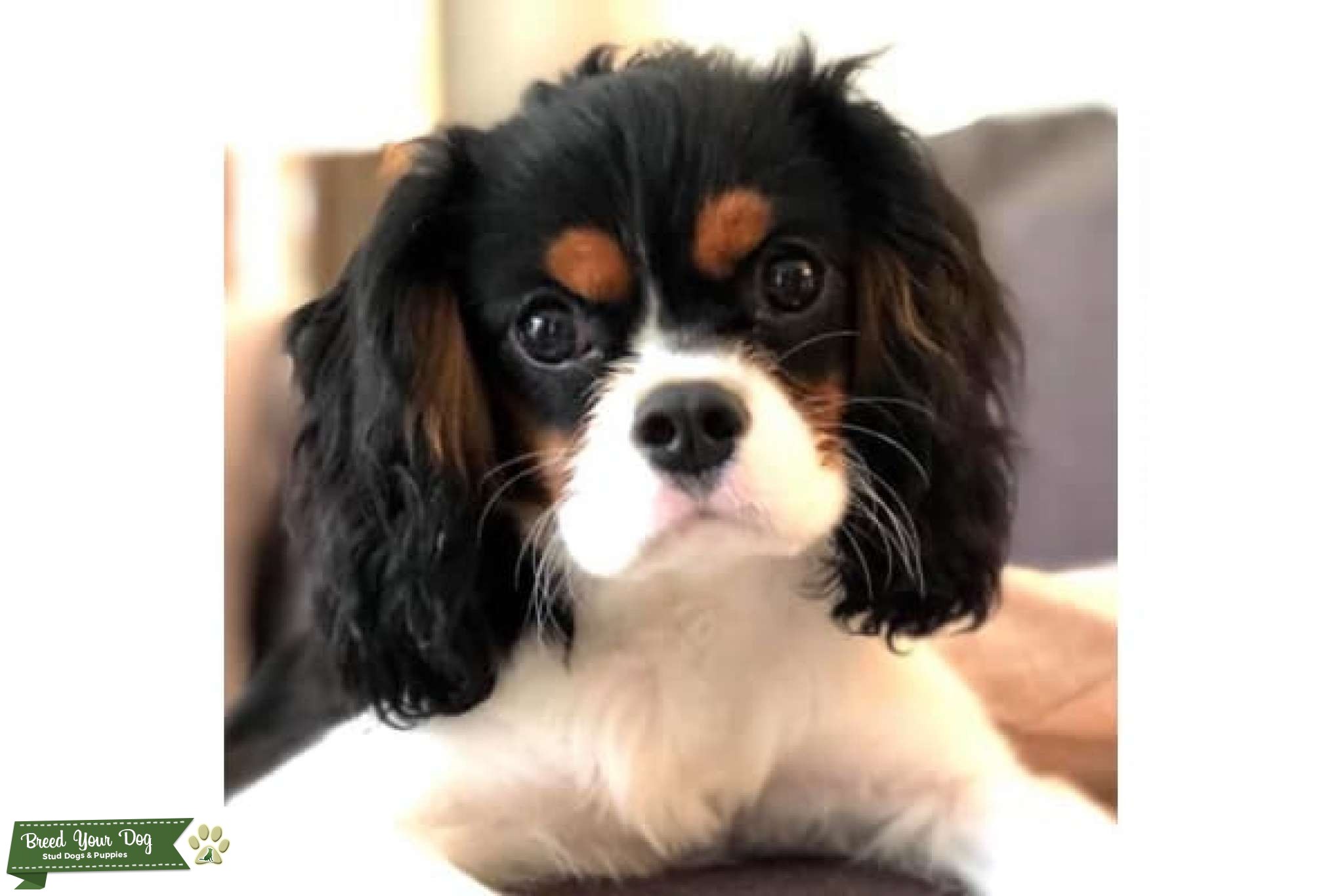 AKC Registered TriColor Cavalier Champion Bloodlines Stud Dog in Charleston, SC, the United