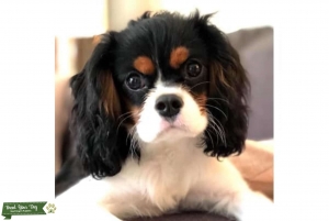 AKC Registered Tri-Color Cavalier | Champion Bloodlines Listing Image