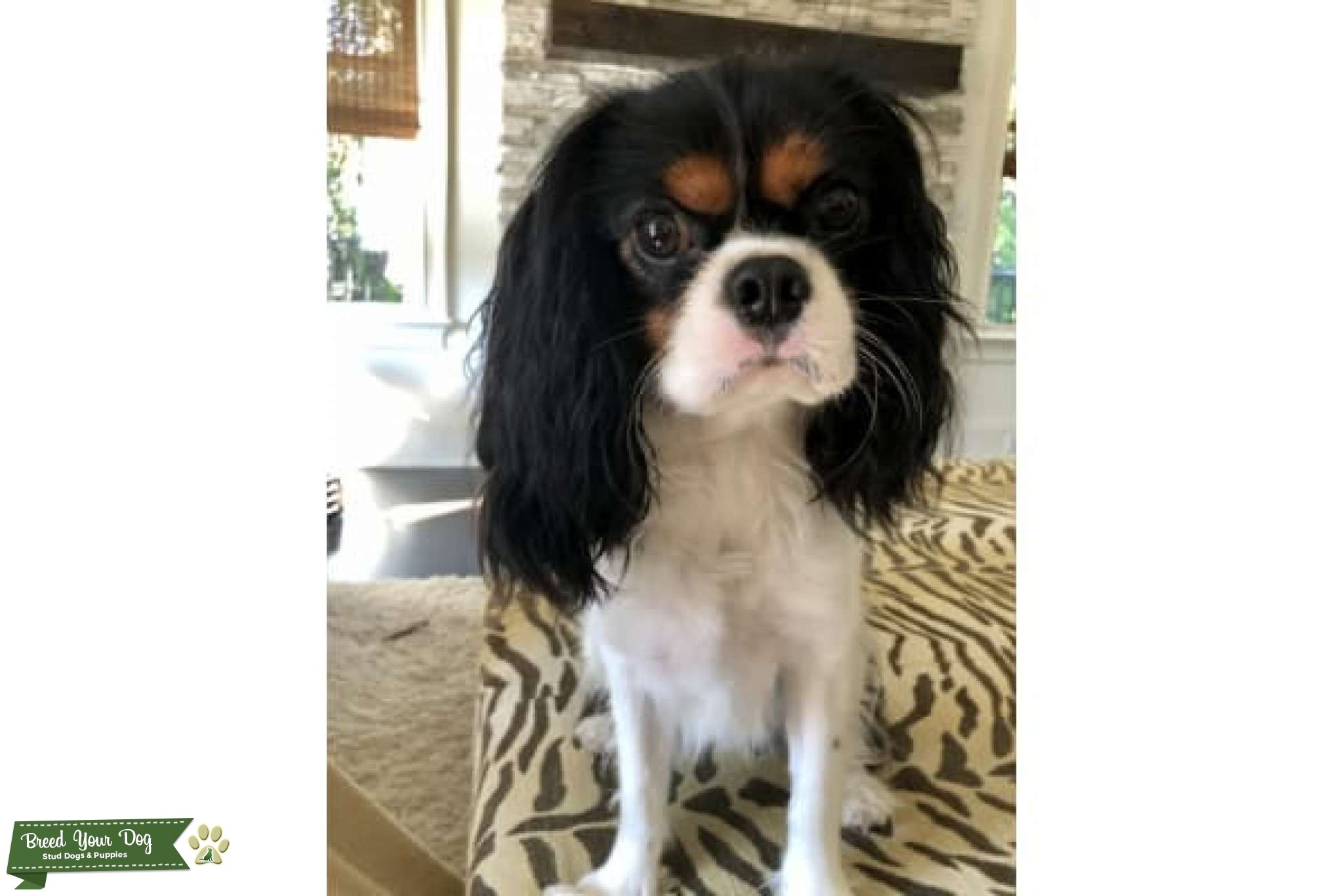 AKC Registered TriColor Cavalier Champion Bloodlines Stud Dog in Charleston, SC, the United