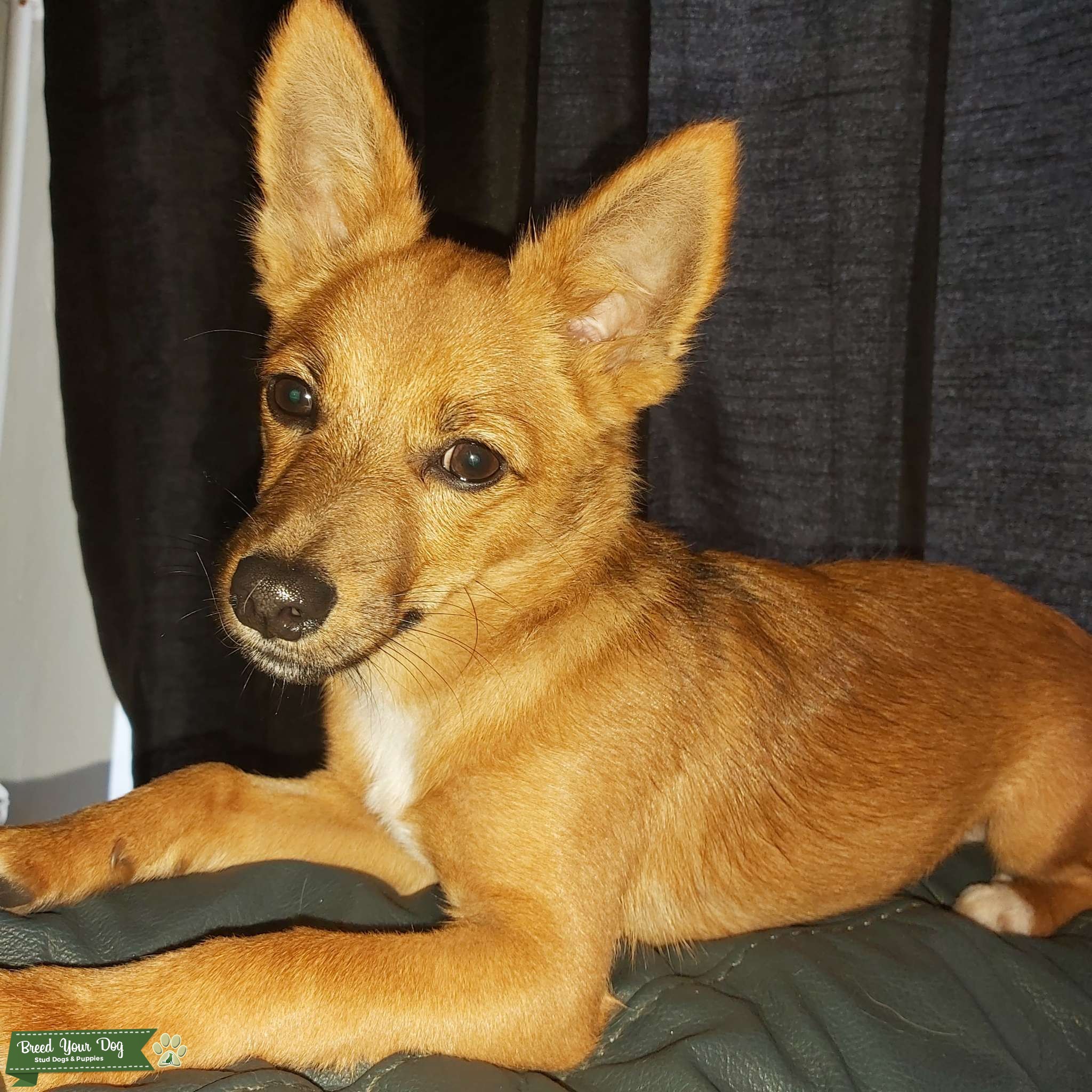Jackchi Stud Dog in Norfolk, the United States Breed Your Dog