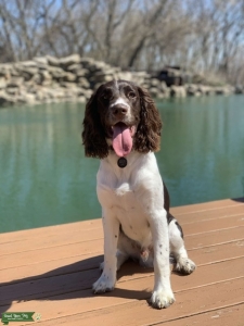 English Springer Spaniel Stud Listing Image