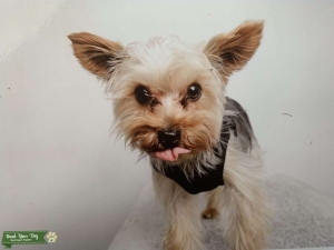 3.3 LB Handsome Playful Teacup Male Stud  Listing Image