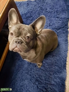 AKC Registered Blue French Bulldog Stud Service Listing Image