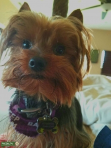 Yorkshire Terrier Stud Listing Image