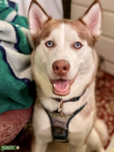Red Dilute Husky Girl Listing Image