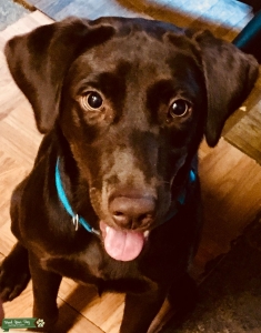 Female Chocolate Lab Looking for Stud Service Listing Image