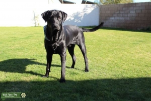 Male Black Labrador Listing Image