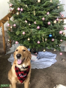 Stud Golden Retriever Listing Image