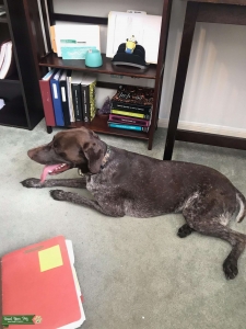 Stud Dog Listing Image