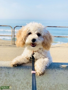 Female Cavapoo looking to Breed Listing Image