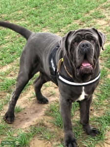 Neopolitan Mastiff STUD Listing Image