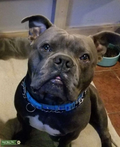 Blue Pocket Bully Stud Listing Image