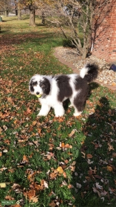 F1 sheepadoodle stud  Listing Image