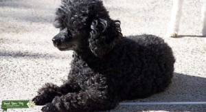 Teacup poodle stud  Listing Image