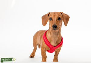 Smooth Haired Red Dachsund Stud Listing Image