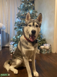 Husky stud Listing Image