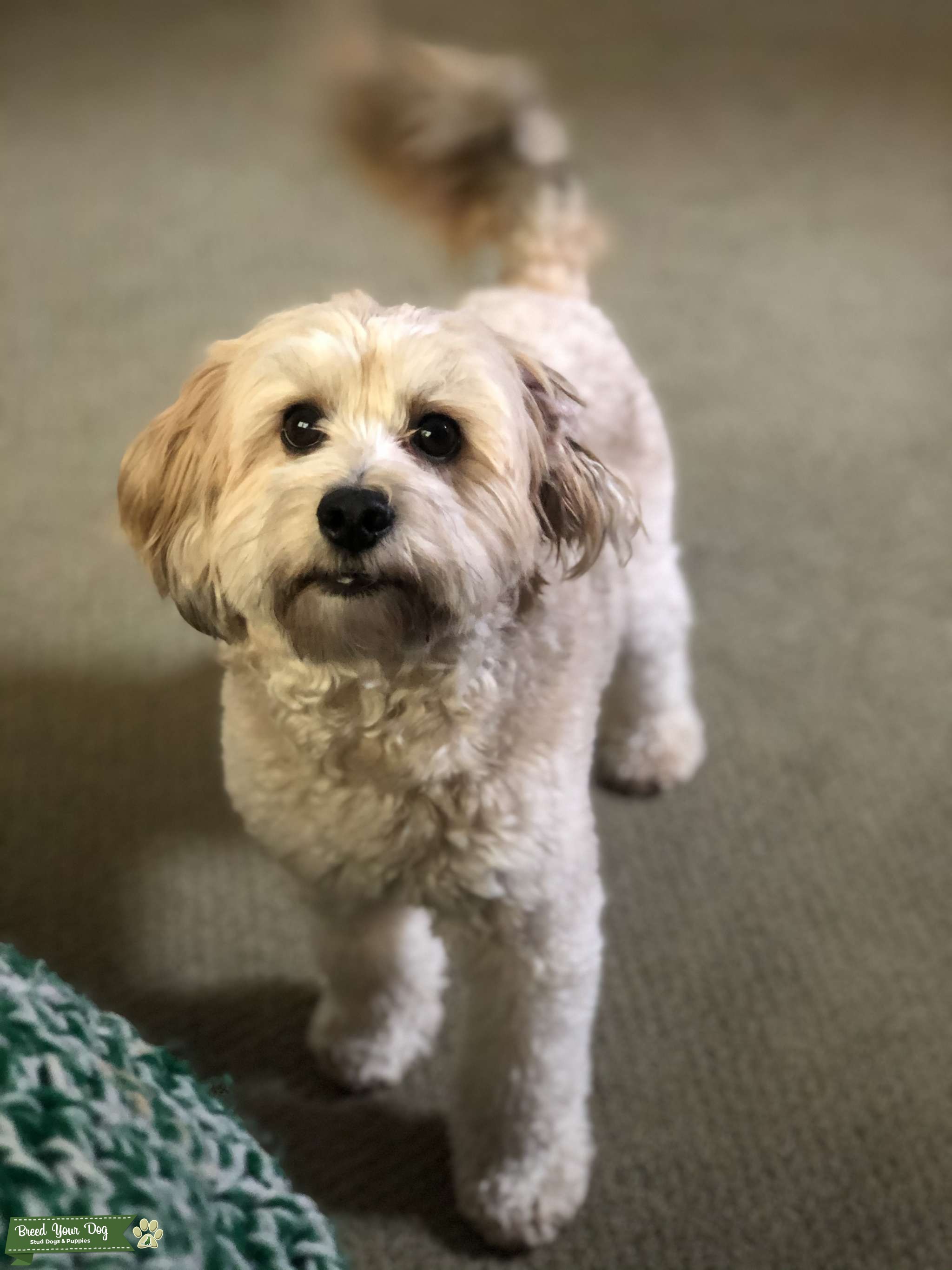 F2 Mini Labradoodle Male (Cream/Parchment) looking to breed with female