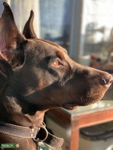 American / Euro Doberman to Stud Listing Image