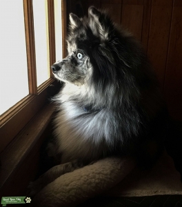 Male Pomsky looking for a girlfriend Listing Image
