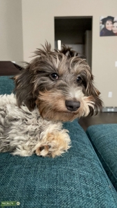 6 Month Boy Stud Listing Image
