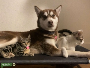 red and white Huskey Listing Image