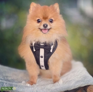 Perfect Pomeranian! Listing Image