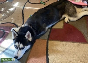 Pure bred black and white Siberian Husky  Listing Image
