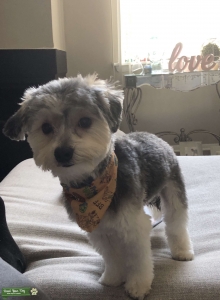 Morkie Listing Image