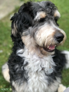 Bernadoodle looking to become a daddy  Listing Image