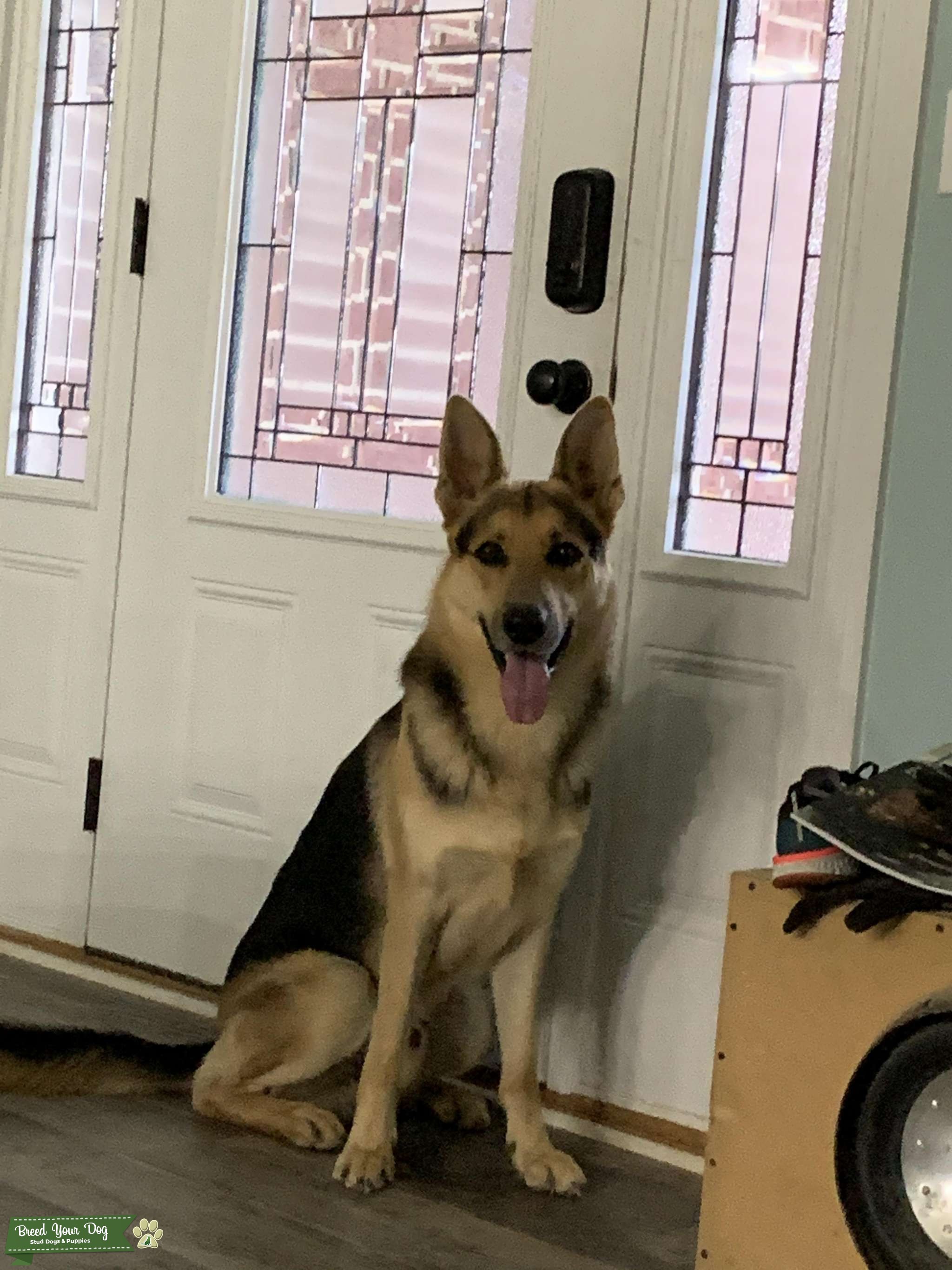 CKC Registered GSD Stud Dog in KY, the United States Breed Your Dog