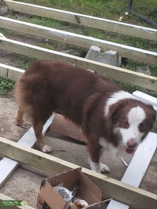 Male Australian shepherd  Listing Image