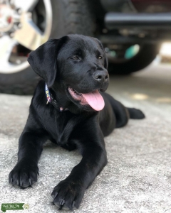 English Labrador  Listing Image