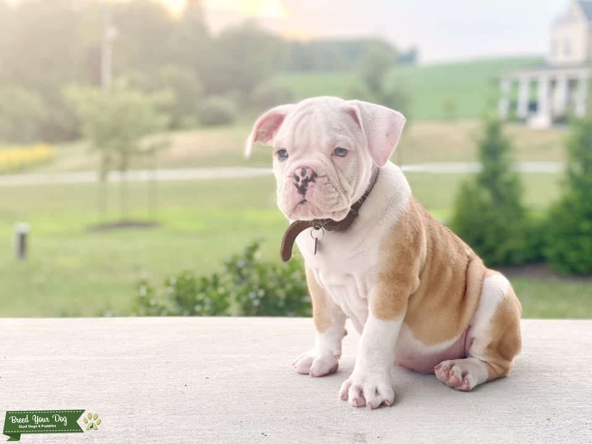 Olde English Bulldog Stud Stud Dog in Pennsylvania , the United