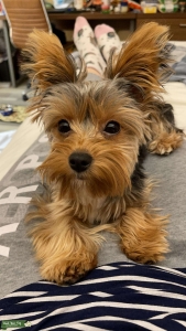 9 month old Yorkshire Terrier  Listing Image