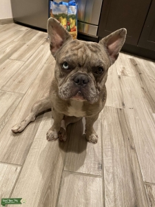 Merle French Bulldog Listing Image