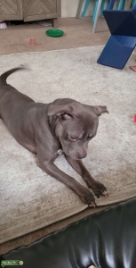 Blue nose staffordshire  Listing Image