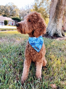 Proven F1B Mini Goldendoodle Stud Services Listing Image