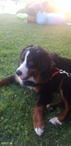 Bernese mountain dog stud Listing Image