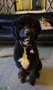 Female Saint Berdoodle  Listing Image