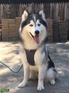 Pure Breed Husky Blue Eyes Listing Image