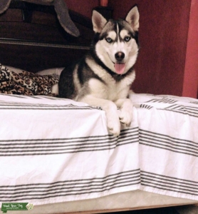 Female Siberian husky Listing Image