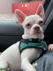 White Apple Head Chihuahua Stud  Listing Image