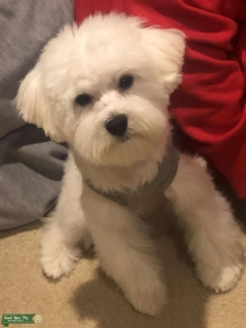 Looking For A Full Bred Maltese To Mate Listing Image