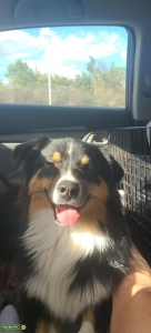 Purebred Australian Shepherd  Listing Image
