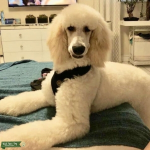 **ROYAL STANDARD POODLE STUD*** Listing Image