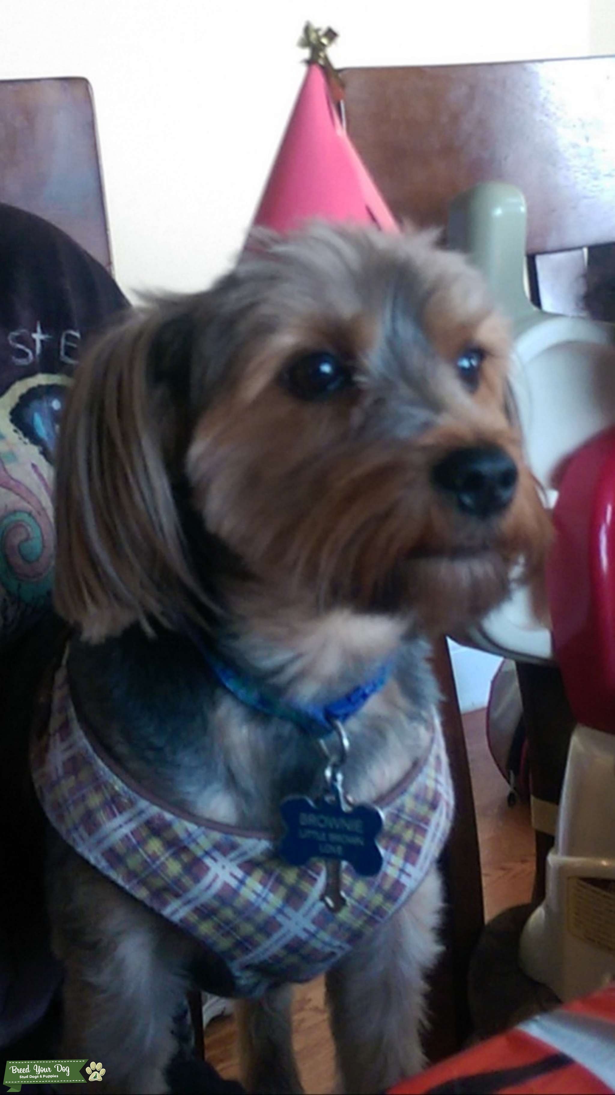 Pure Bred Yorkie Male (Black & Tan) Stud Dog Illinois Breed Your Dog