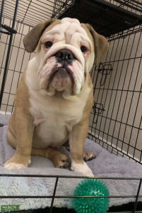 Stud English Bulldog Listing Image